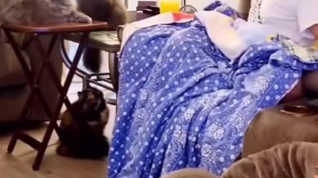 FUNNY ANIMAL #shorts #funny #fun #funnyvideo #tiktok #tiktokvideo