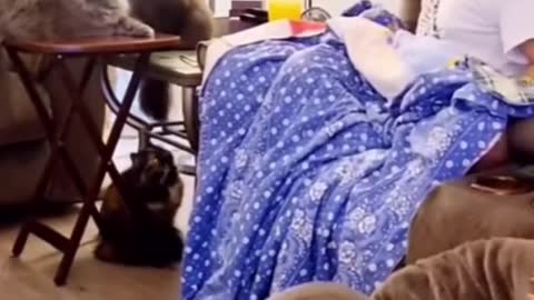 FUNNY ANIMAL #shorts #funny #fun #funnyvideo #tiktok #tiktokvideo