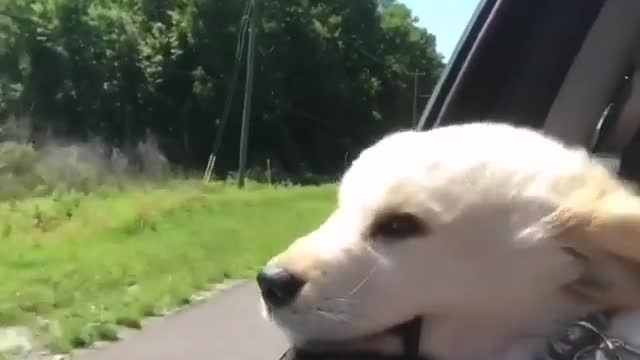 Golden his Head out of Car window and he is Happy