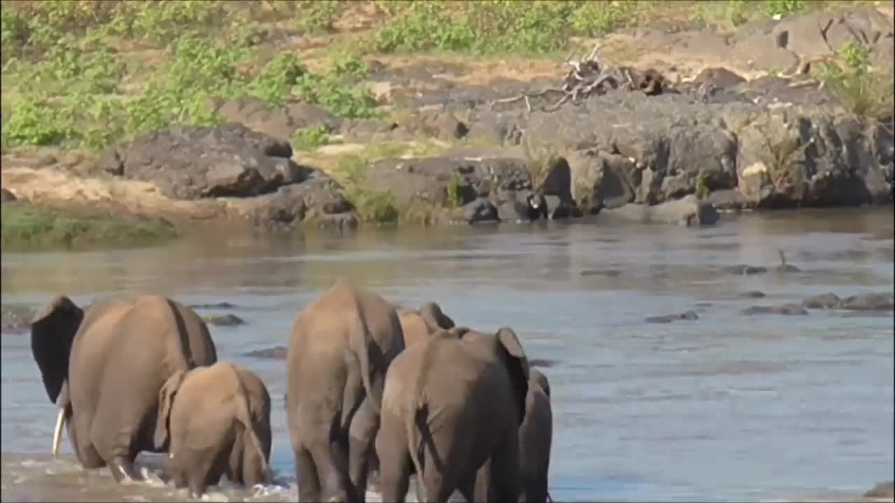 Look at this tiny elephant crossing the river