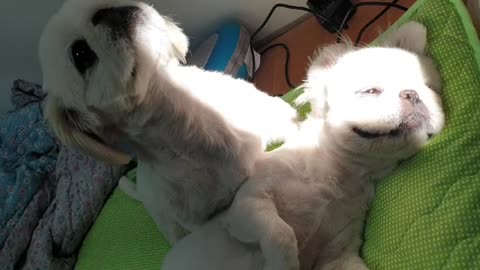 Puppy Pekiniz likes sunlight