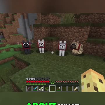 Discover the Rare Wolves in Minecraft 1.17: New Spawns & Behaviors