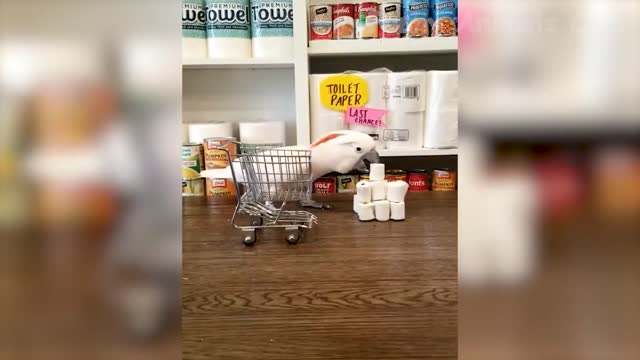 Funniest Animal Video On the Internet 2022