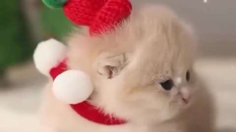 Sweet baby beautifull cat