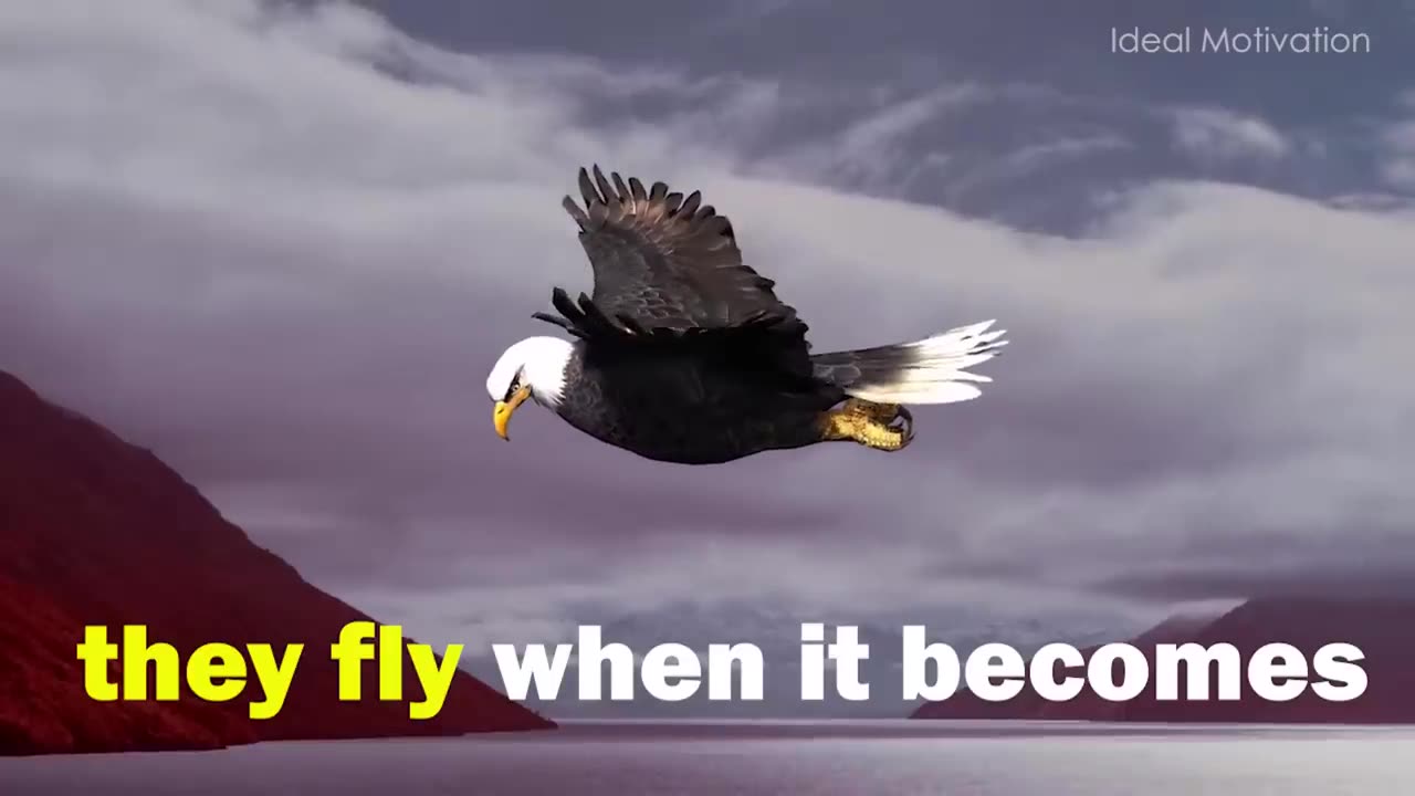Eagle Mentality