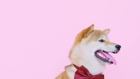 Cute Dog With a Bow Tie