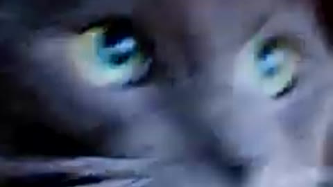 Cats - Baby cats - funny and fluffy (80) / Gatos - Filhotes - engraçados e fofos (80) #shorts