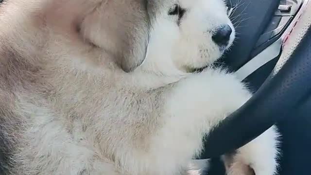 Funniest and Cutest Puppies, Funny Puppy Video