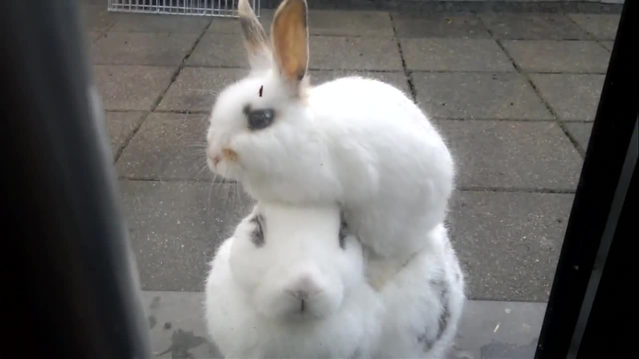 Cute bunny out side the door