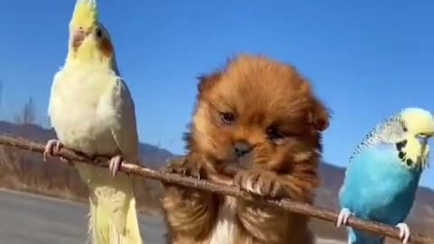 silly cute dog