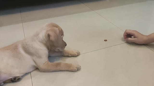 How to train Labrador puppy in different ways at home?