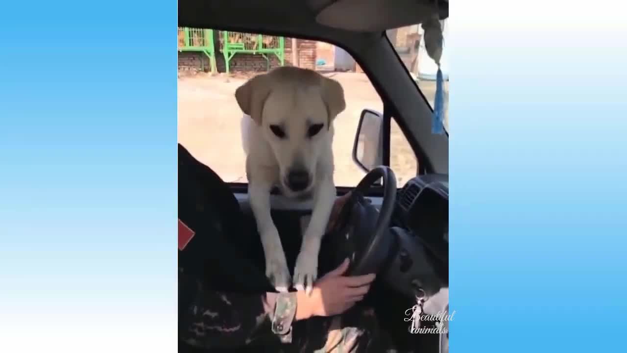 Cute dog Amazing Jump Funny Videos