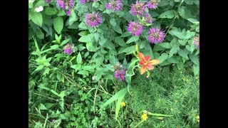 Morning Sun Leopard Flower