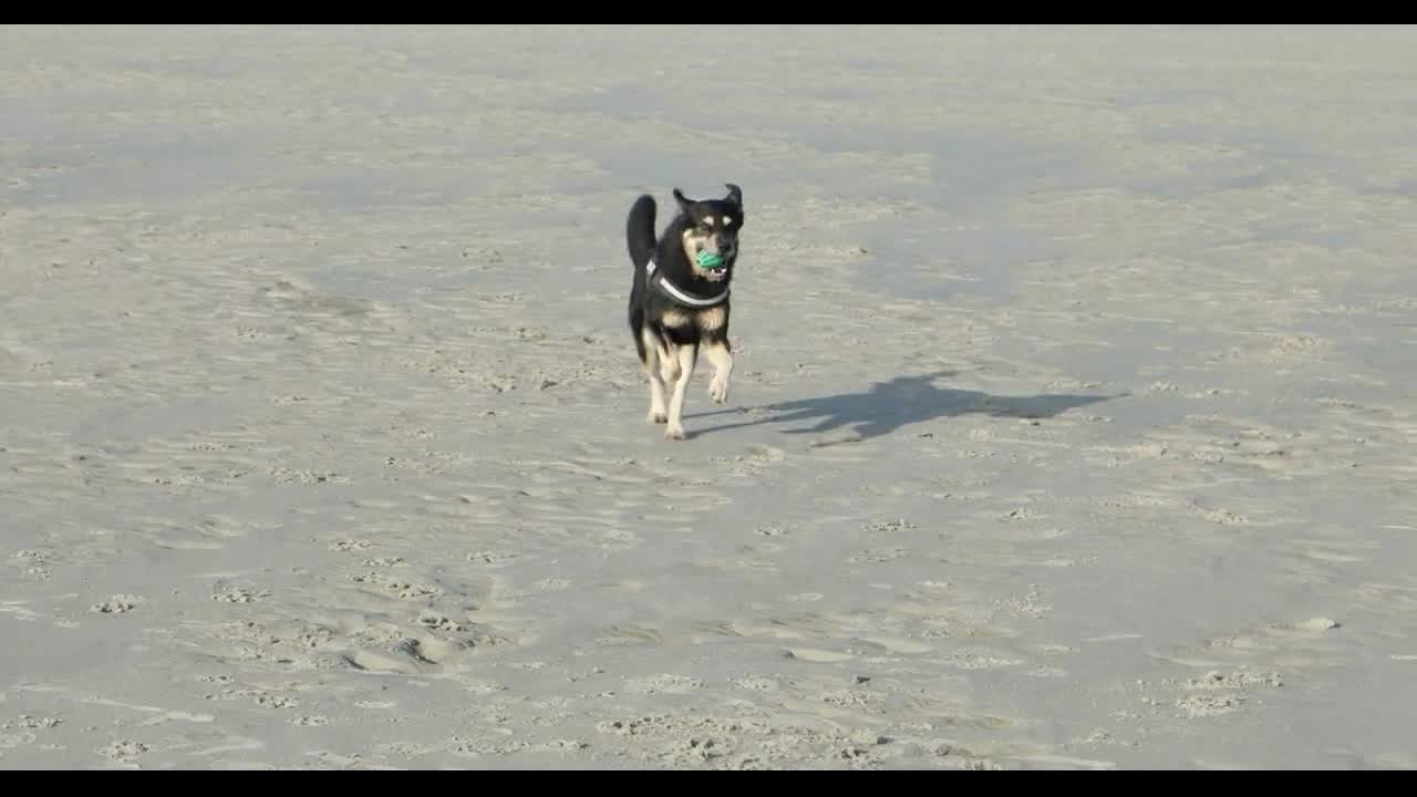 Dog playing on a North Sea Beach in Germany