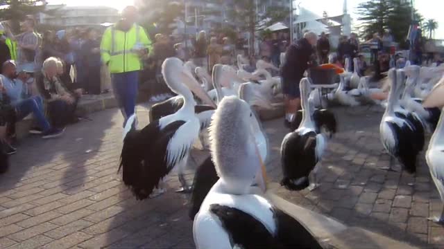 pelican feeding