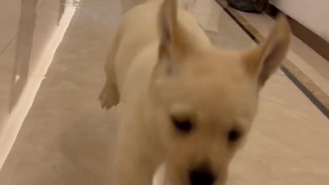 Labrador lovely daily life Pt.6