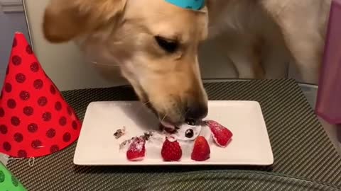 Golden Retriever | Lisa enjoy her cake.. 🎂🥰😍🤩😘🦮