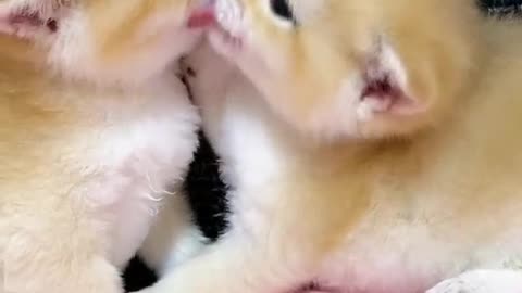 What are they doing | cute funny cats video |