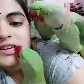 Talking parrots and animal lovers