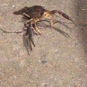 Street Crawfish Harasses Trump Supporter