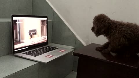 Won Ton Watching His Favourite Movie!!