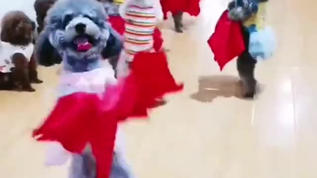 Beautiful dogs dance videos || funny dog video || funny animal || #shorts