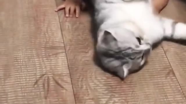 Funny cat Video Ever Part03