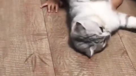 Funny cat Video Ever Part03