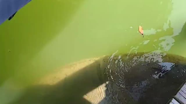 Manateeeeeeee Up Close!