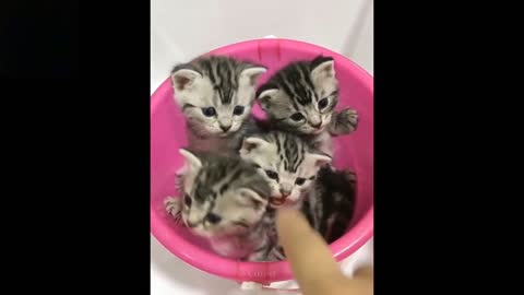 Funny animals [] Try not to laugh compilation 27