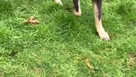 Top 10 dog