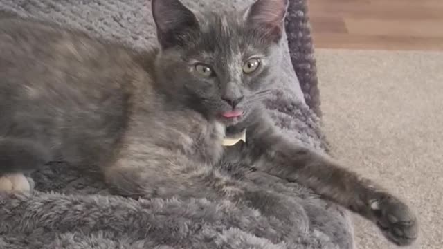 Silly Kitty Can't Stop Wiggling Her Tongue