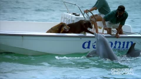 Dolphin Kisses Dog, Jumps For Joy! Cute !