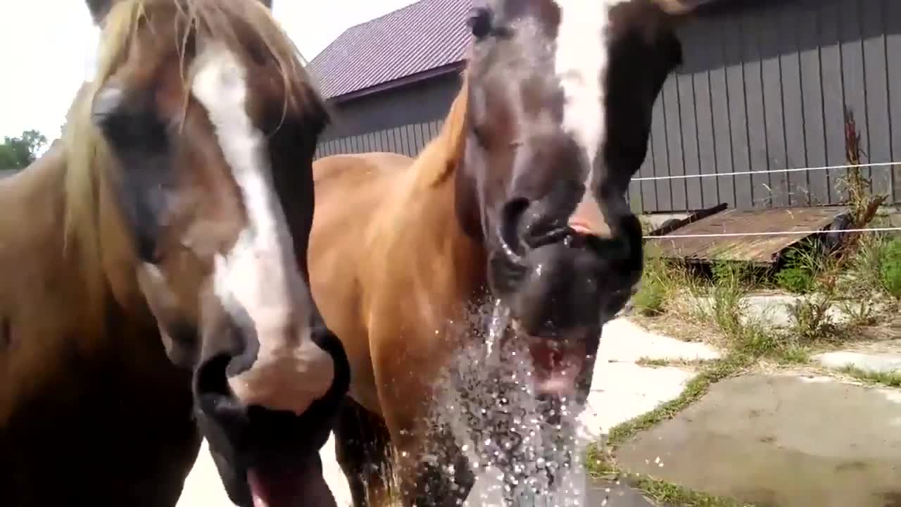 Funny shots with horses