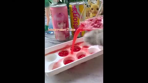 Today's cat chef directs everyone to make fruit ice