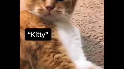 My Sweet Kitty Talk To Me