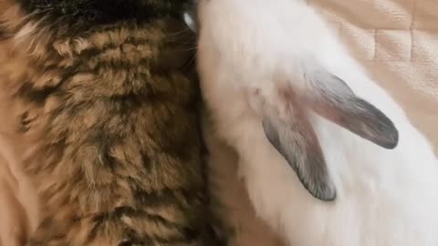 Cat cute and rabbit