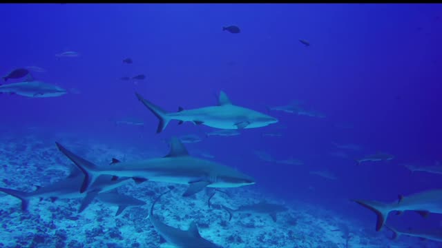 Shocking shark! The top predator of the ocean must be him!