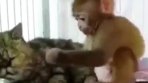 The little monkey tickled the kitten. It was funny