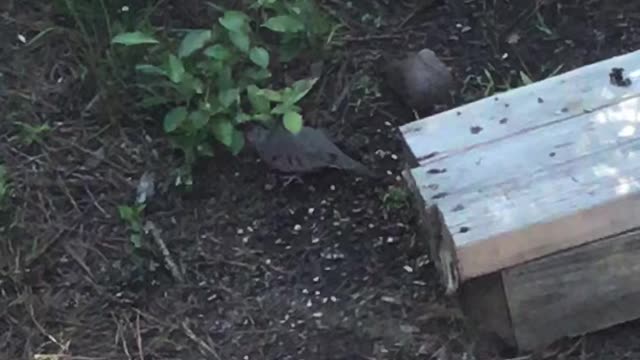 Two Common Ground Doves.