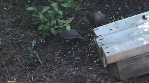 Two Common Ground Doves.