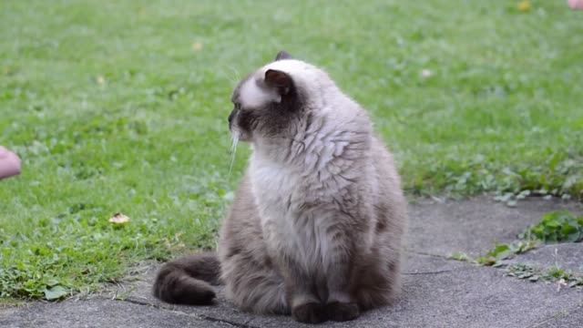 Cute and Funny Cat Videos Compilation