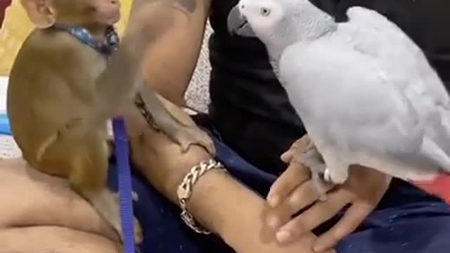 MONKEY FUN WITH PARROT