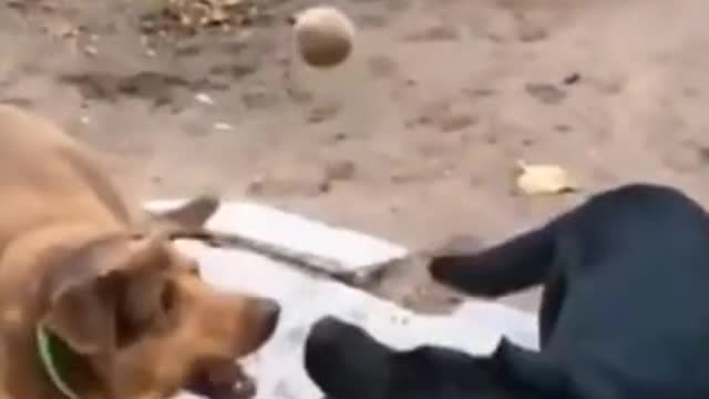 0.Funny moment with dogs 😂 #shorts