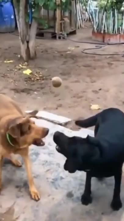 0.Funny moment with dogs 😂 #shorts