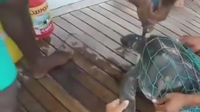 Turtle being released