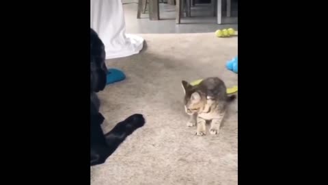 Lovely Cat Play with dog