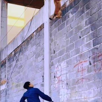 Pastor Alemão treinado para saltar mais de 3 metros