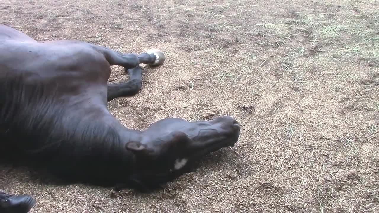 Horses, Peacefully Farting and Snoring