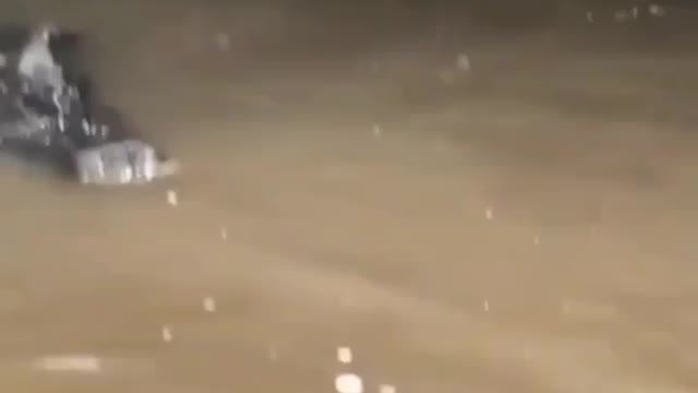 Cute animal behavior makes you happy